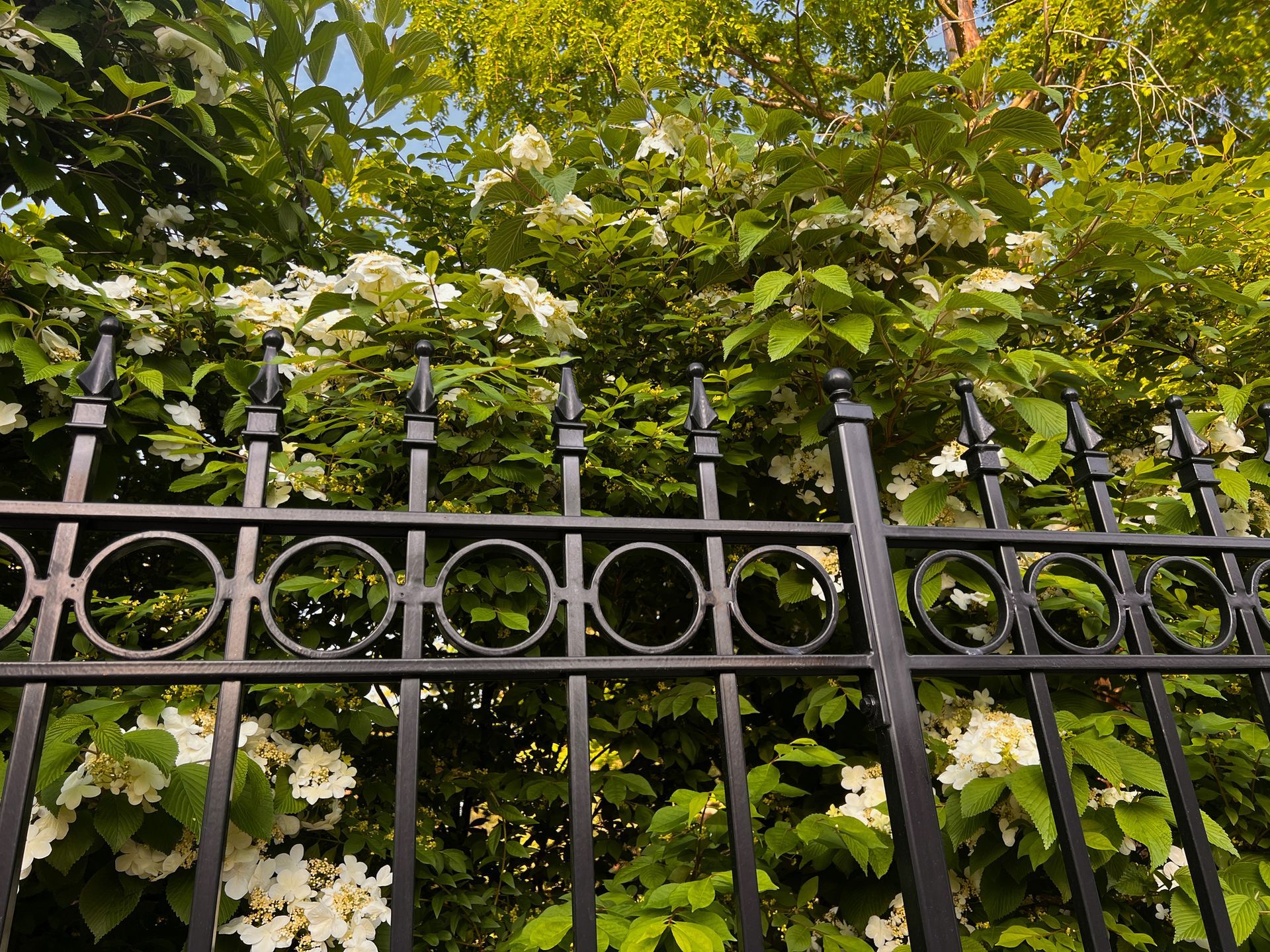 A fenced yard with bushes and trees A fenced yard with bushes and trees