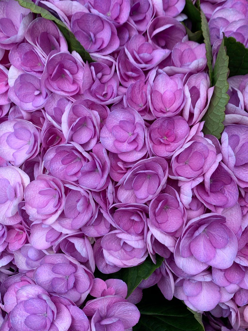 Fleurs violettes