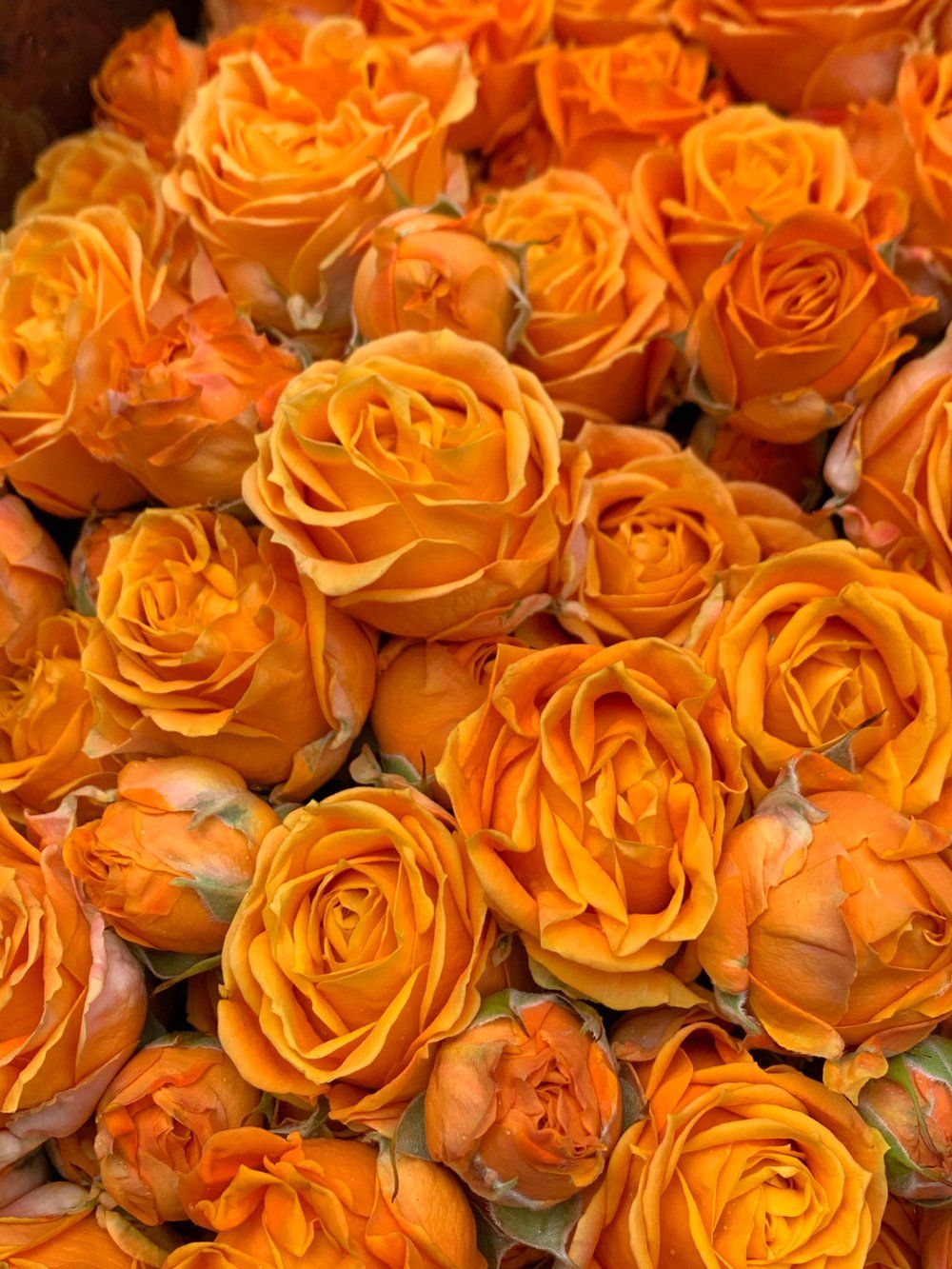 Fleurs orange
