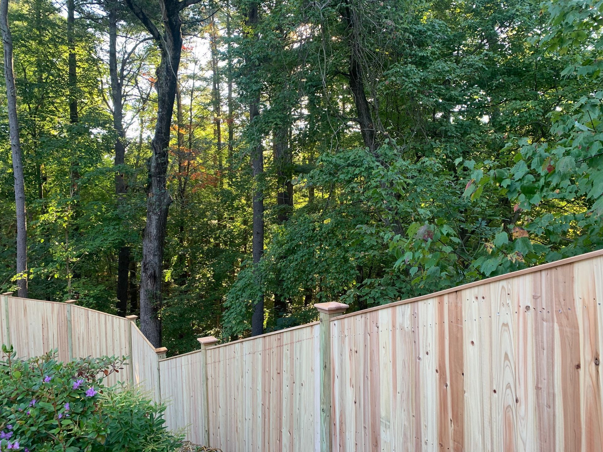 Wooden fence lines a lush green forest.