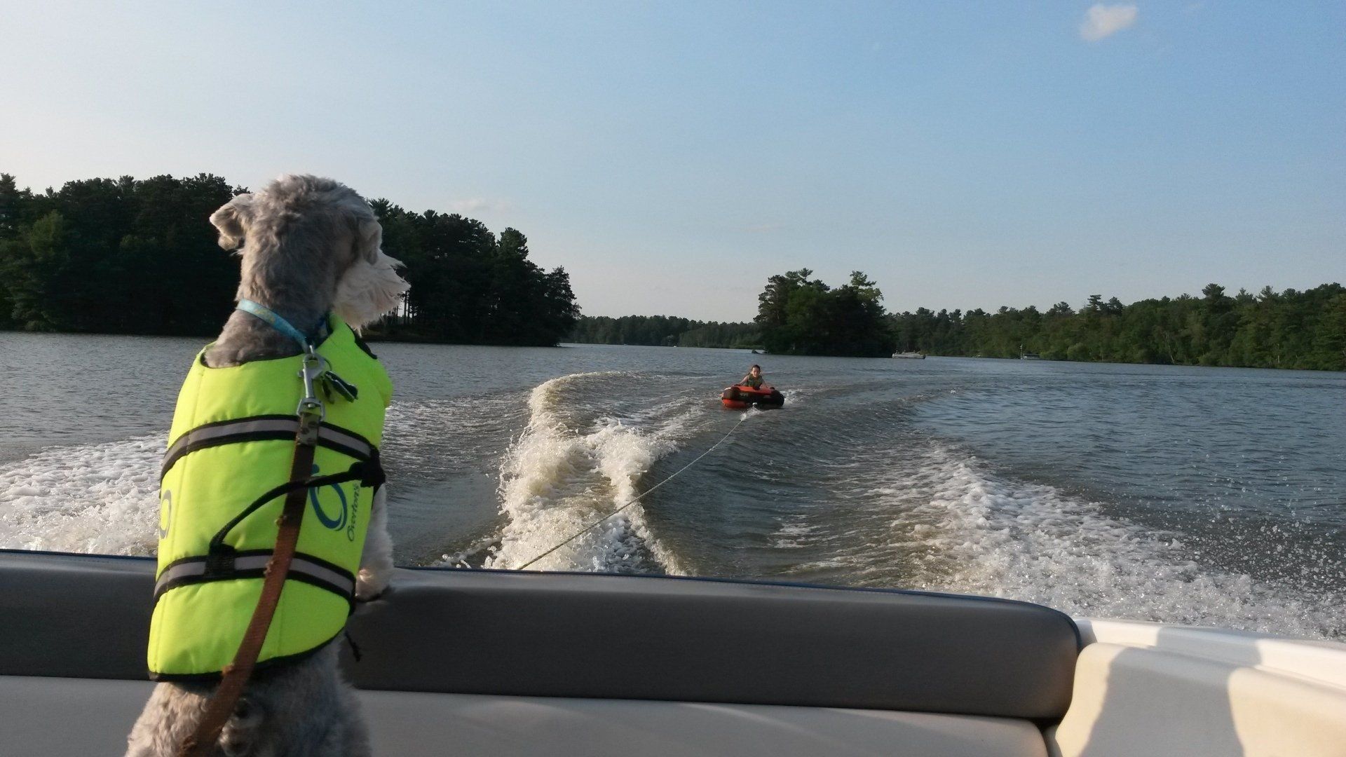 A dog wearing a life jacket is on a boat