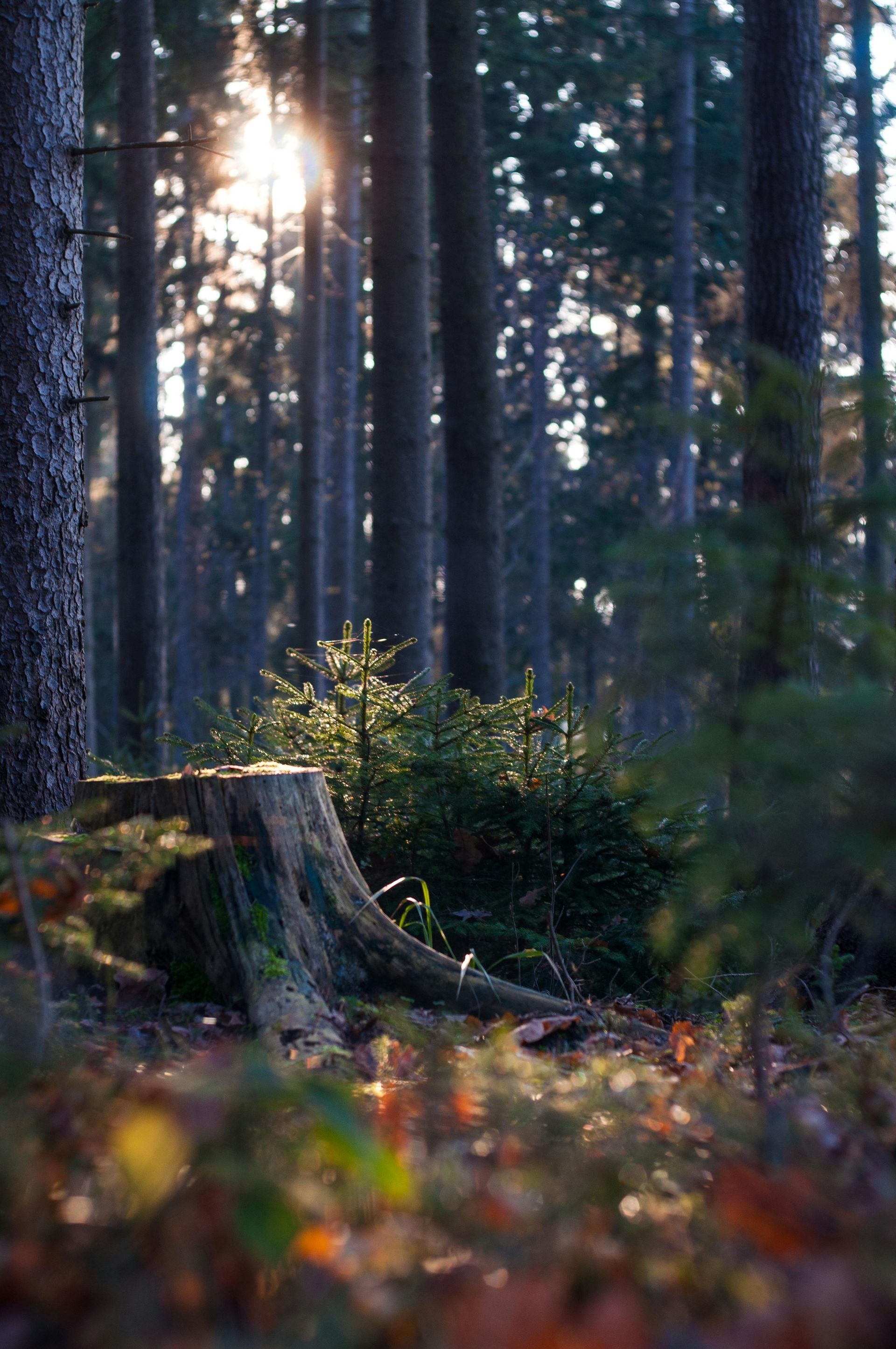 Sunlight streams through tall forest trees, illuminating a tree stump and small evergreen.