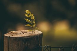 Young green plant sprouting from weathered wooden post.