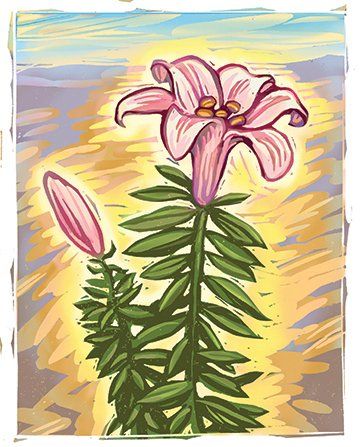 A drawing of a pink lily with green leaves and a bud.