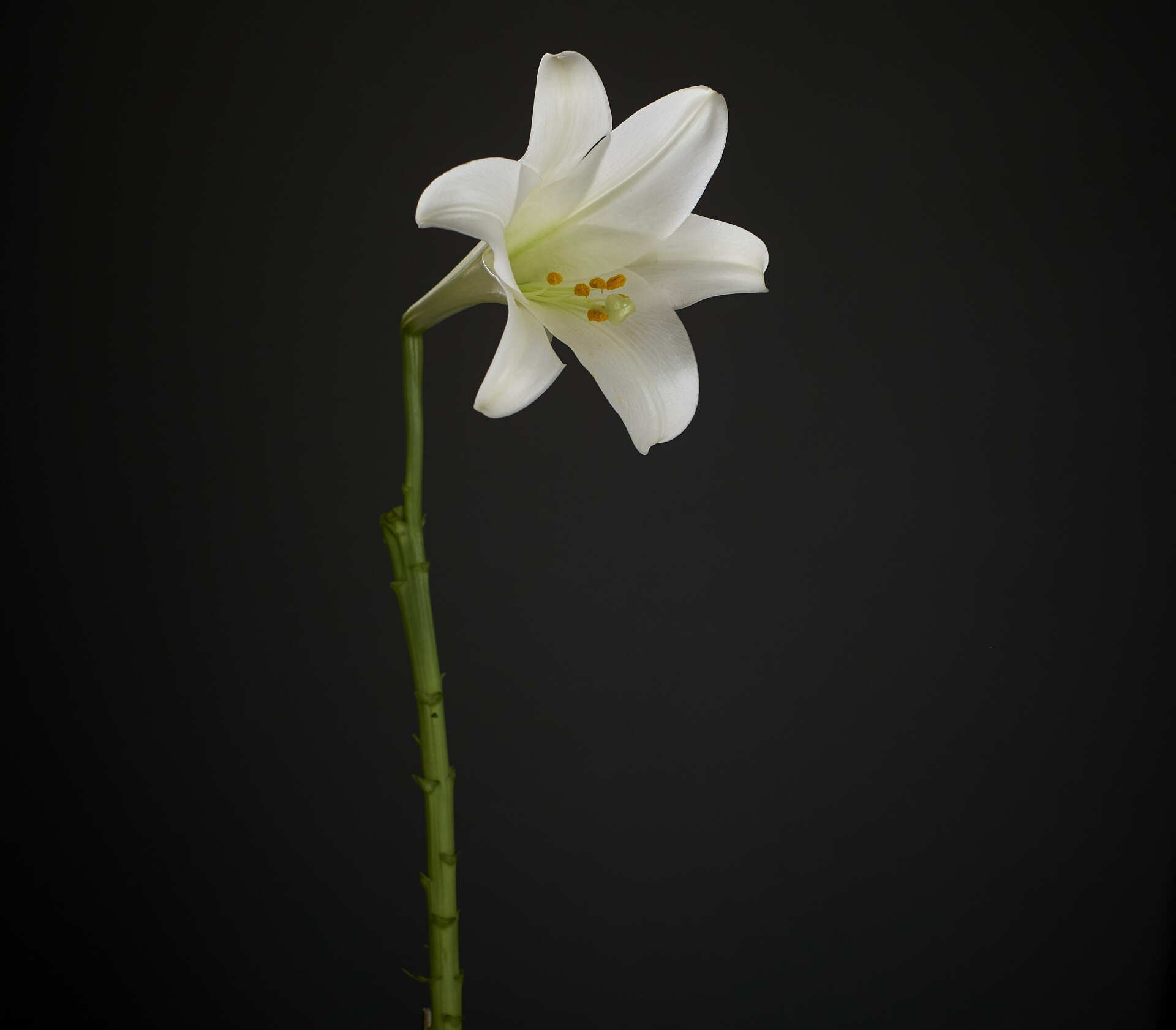 A single white flower with a green stem on a black background