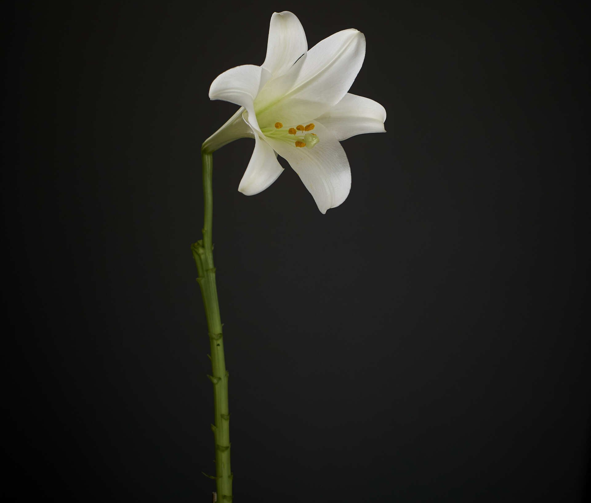 A white flower with a green stem on a black background