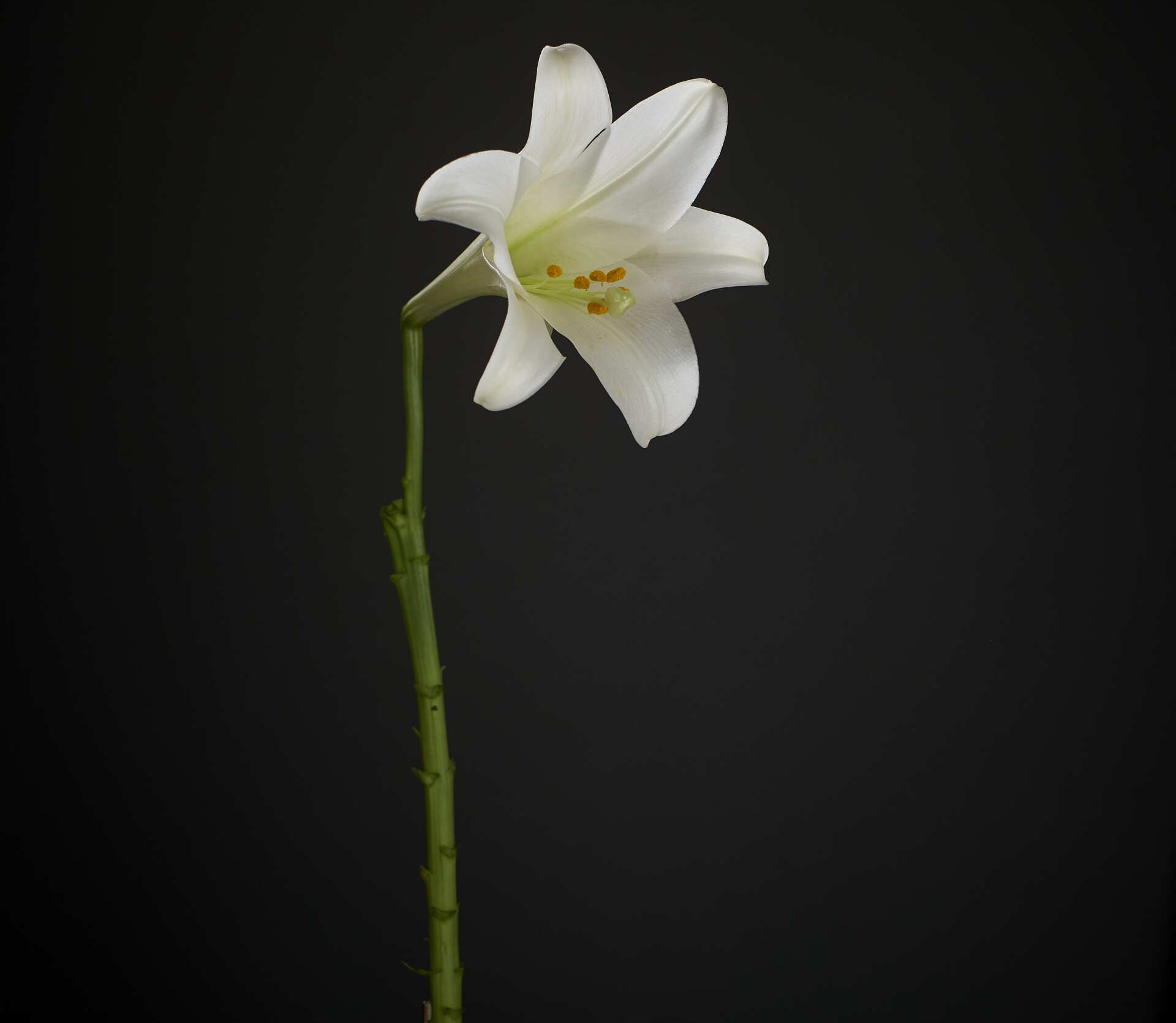 A single white flower with a green stem on a black background