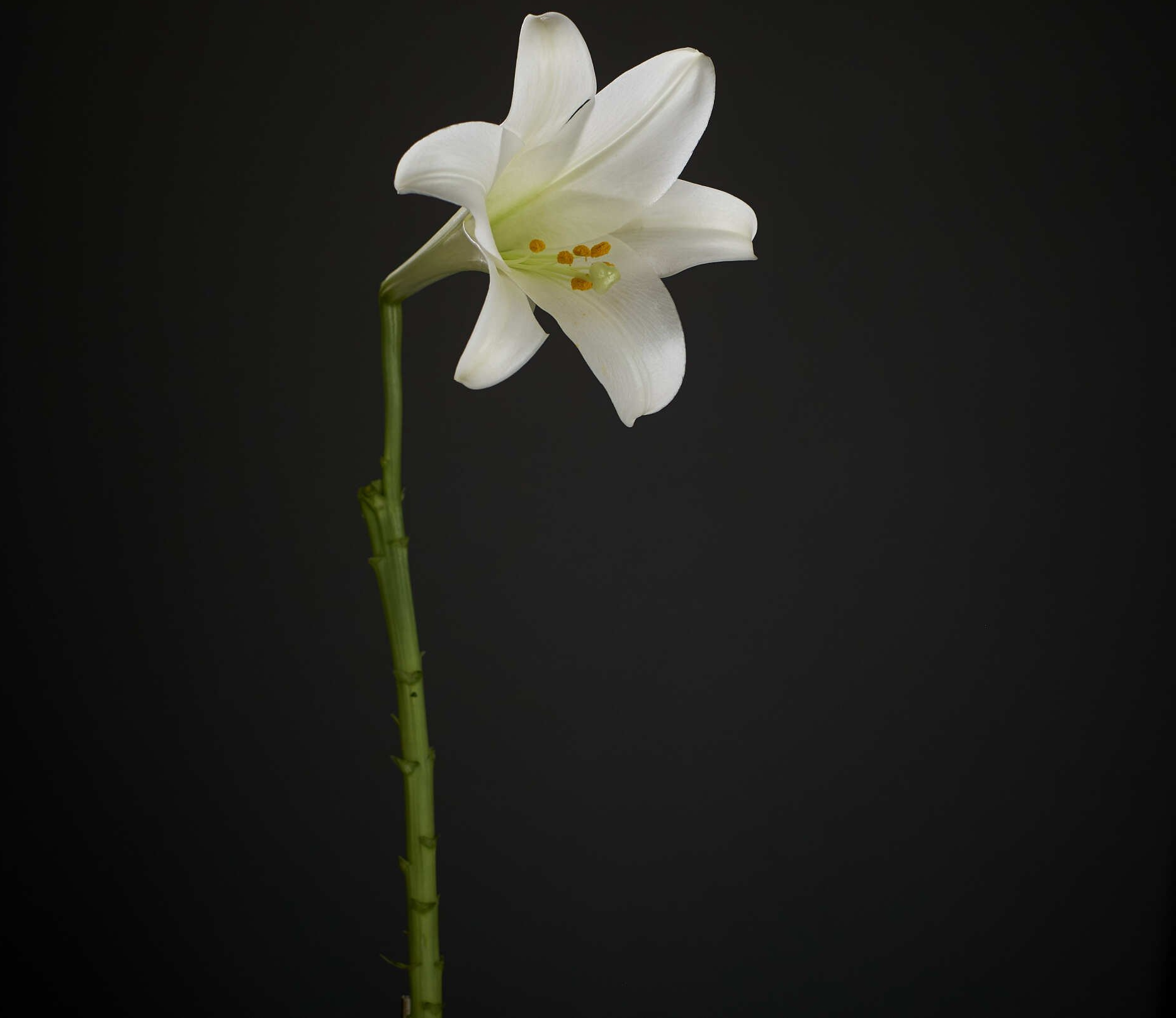 A white flower with a green stem on a black background