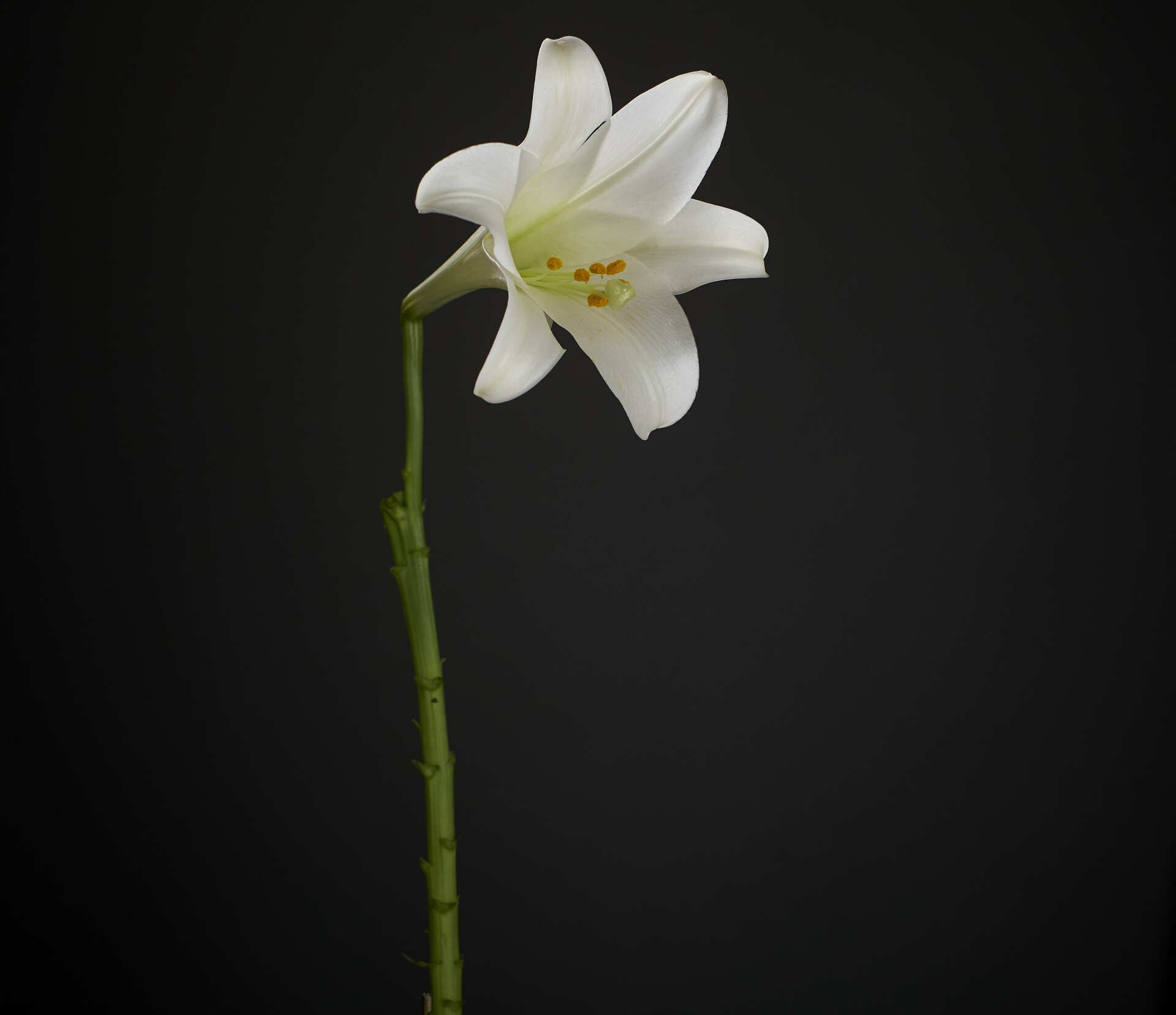 A single white flower with a green stem on a black background