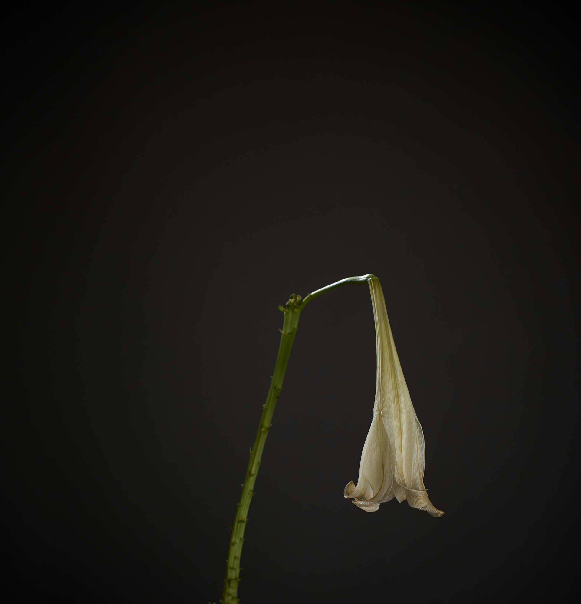 A white flower with a green stem is against a black background.