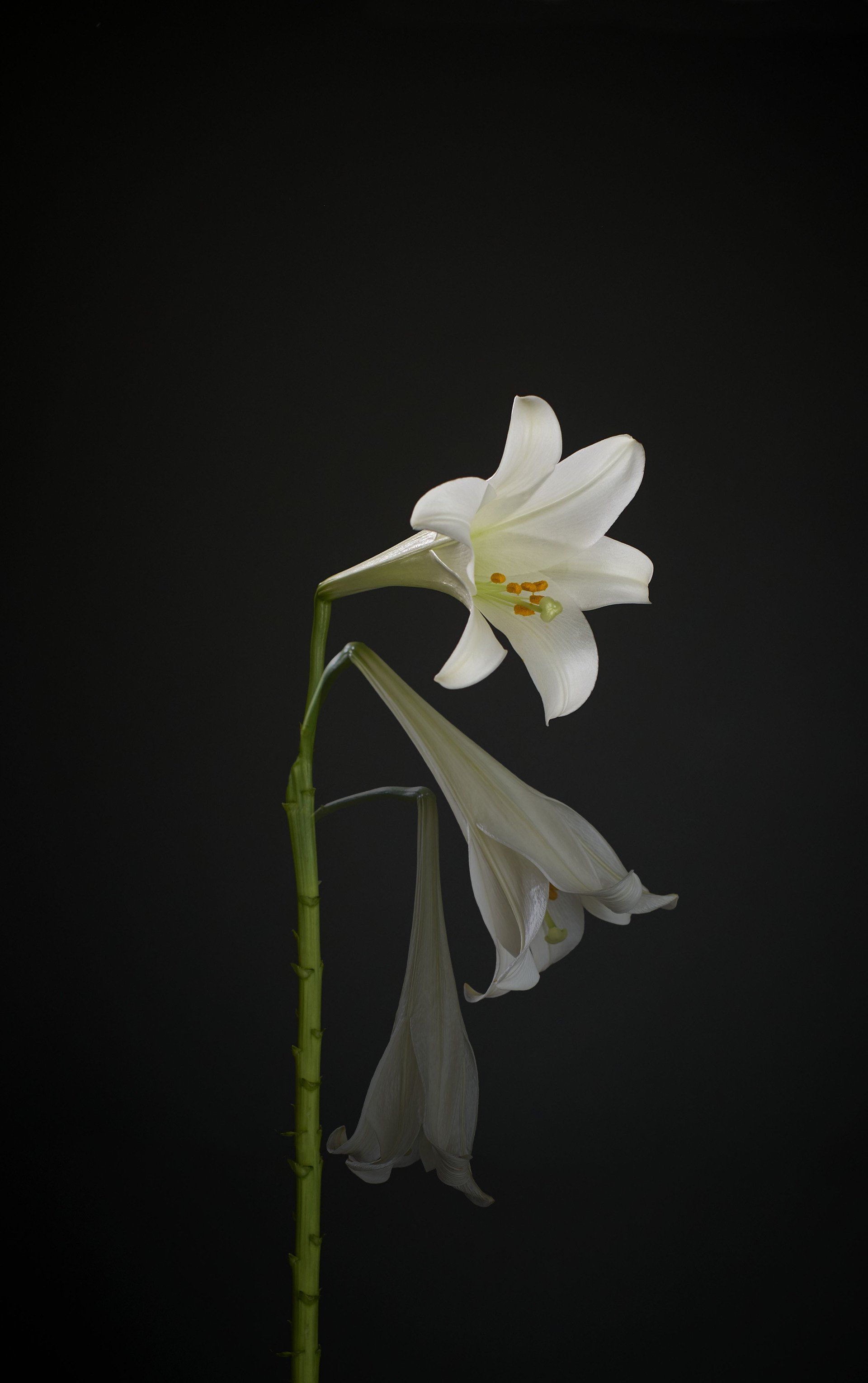 A white flower with a yellow center is against a black background.