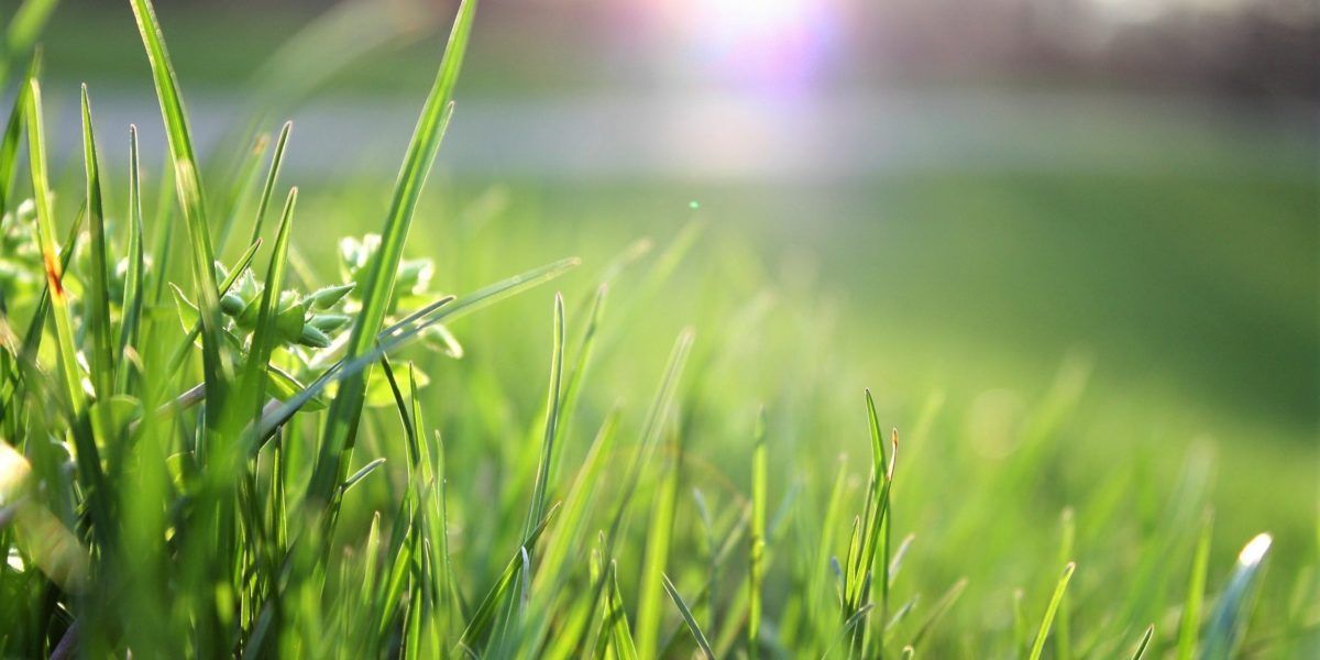 Close-up of green grass blades in sunlight with a soft blurred background and bright sun flare Close-up of green grass blades in sunlight with a soft blurred background and bright sun flare