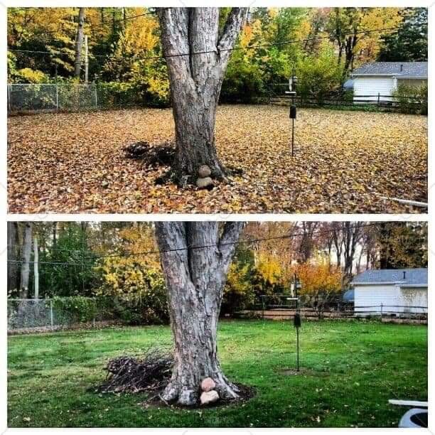 comparison of yard filled with leaves to a yard with leaves removed