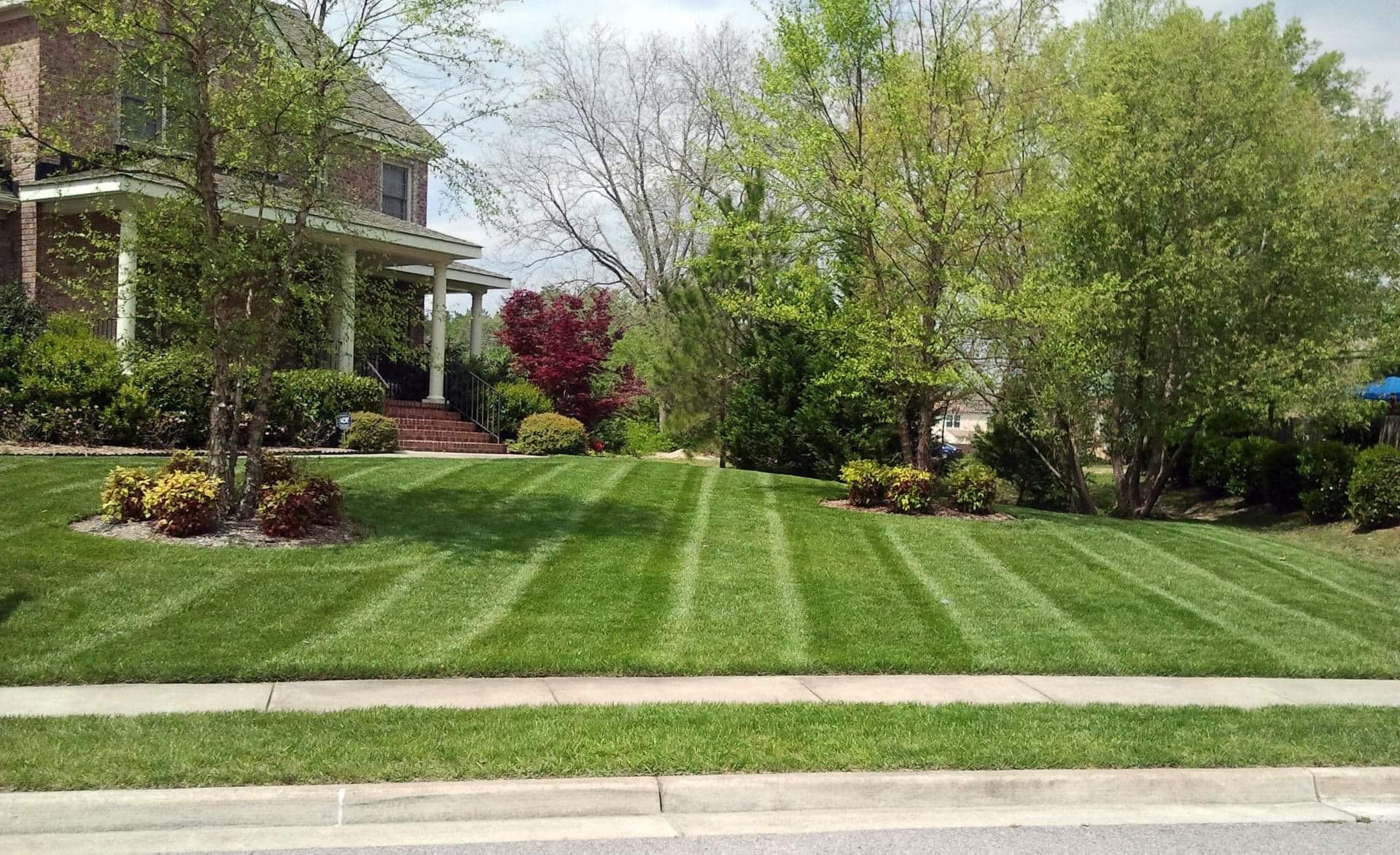 freshly mowed lawn