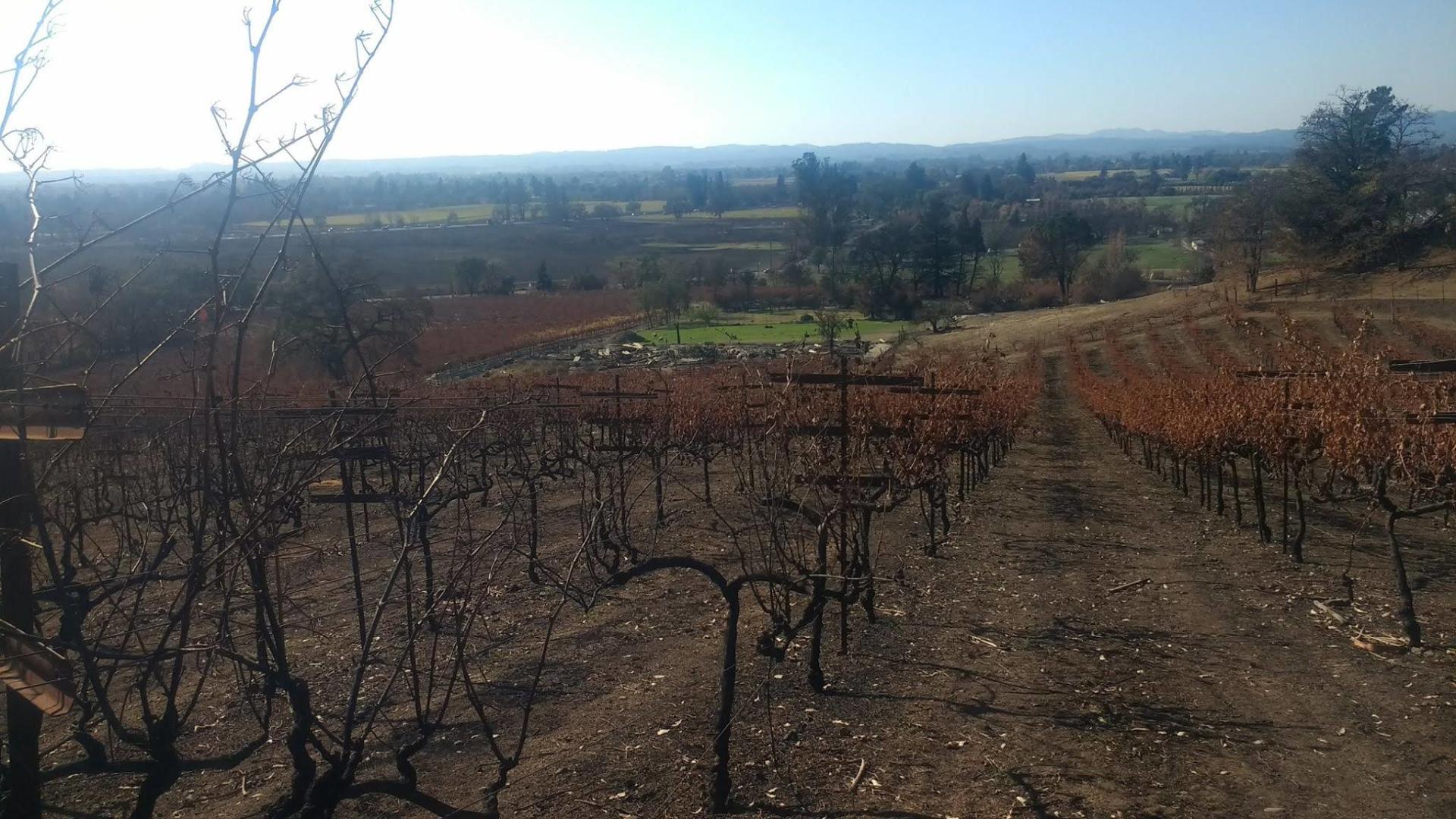 a view of block 5 of Ancient Oak Cellars' Siebert Ranch a few weeks after the 2017 Tubbs wildfire destroyed it