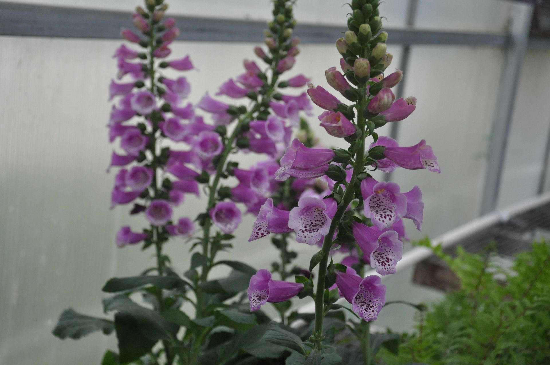 Foxglove