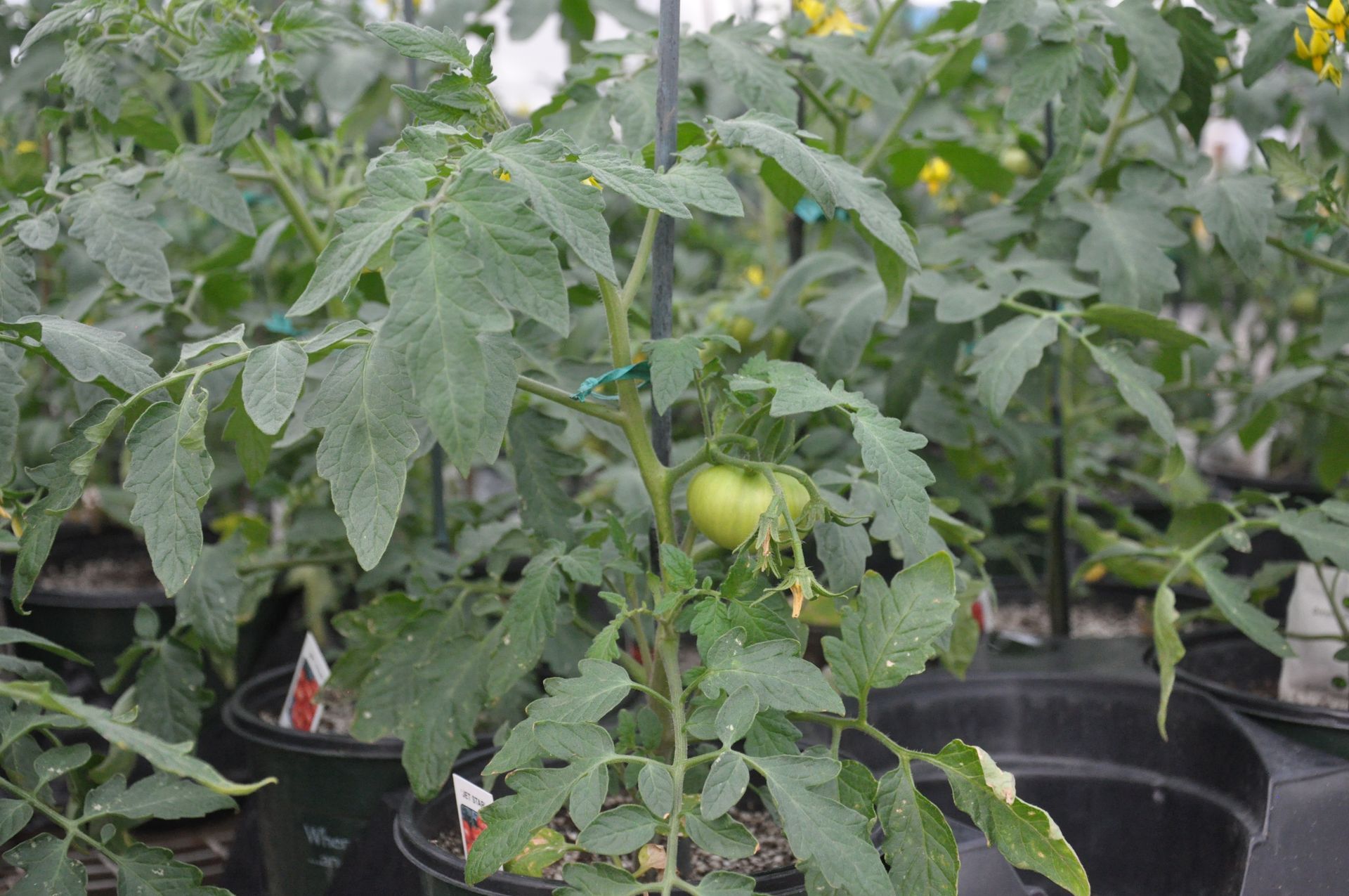 Tomato plant