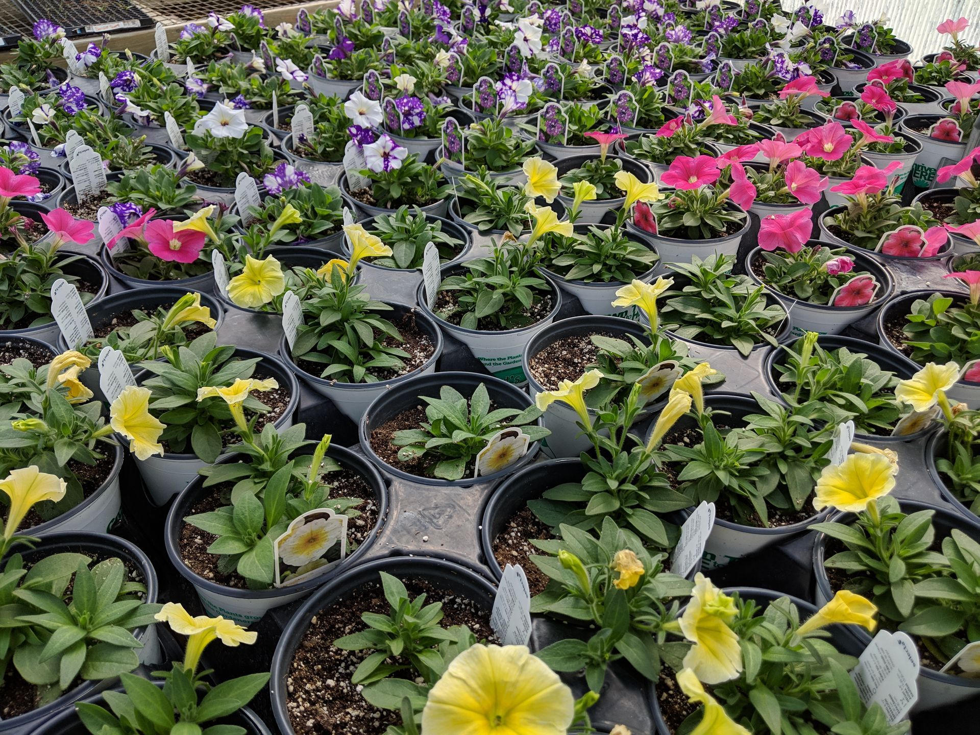 Petunias