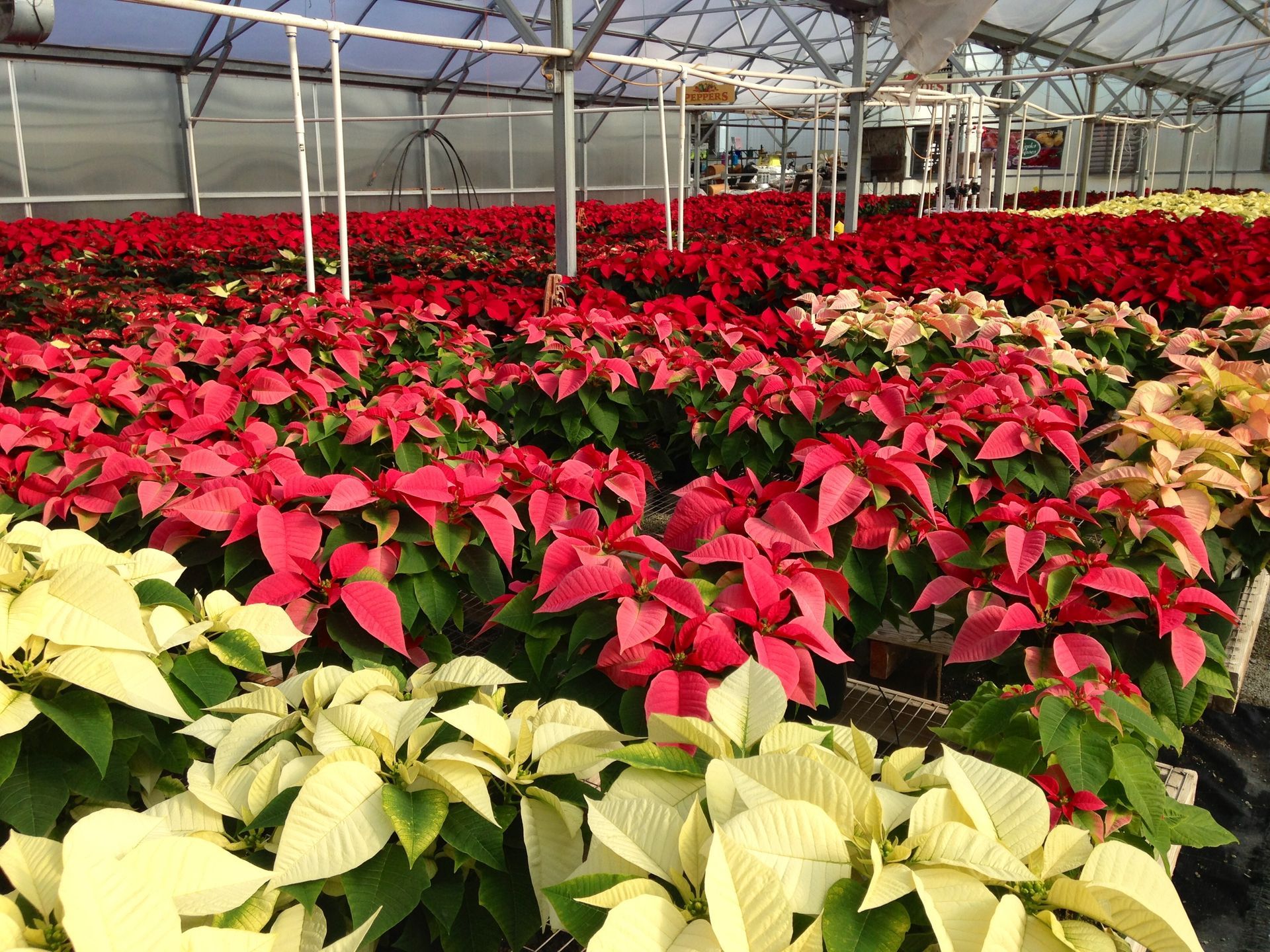 Poinsettias