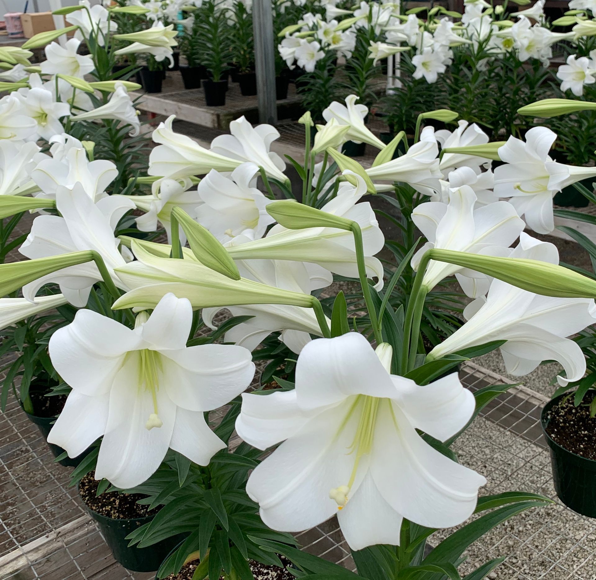 Easter lilies