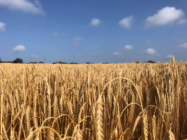 a field of wheat against a blue sky with clouds