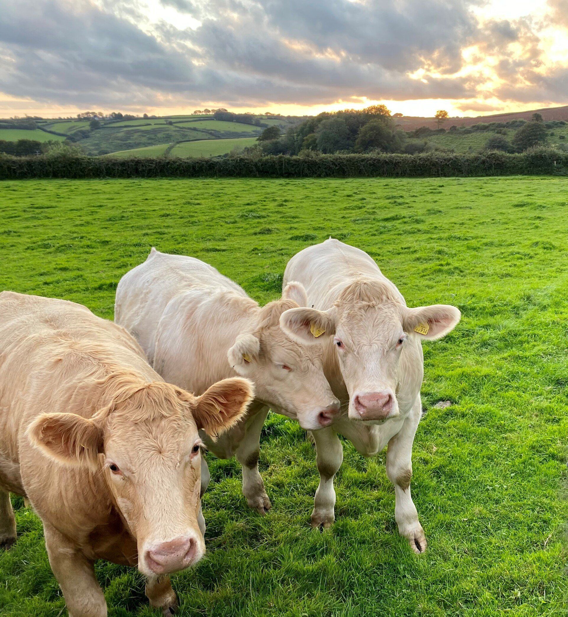 three cows are standing in a grassy field looking at the camera
