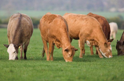 a herd of cows are grazing in a grassy field .