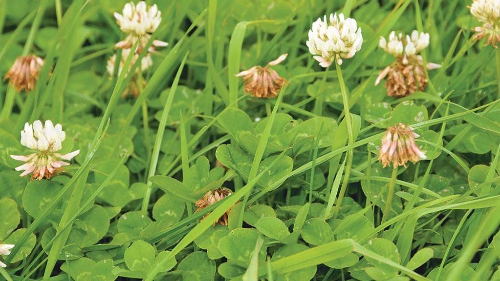 a bunch of clovers are growing in the grass