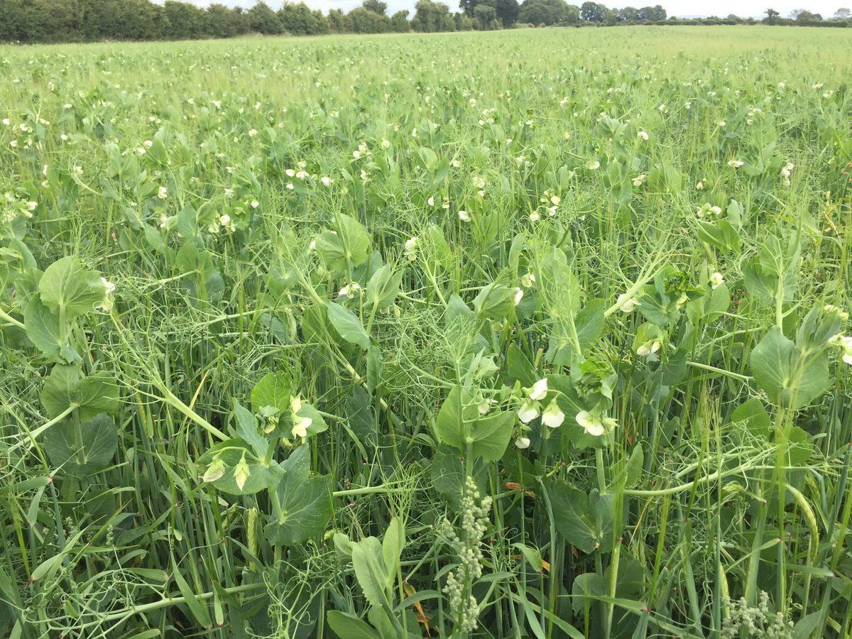 a field of green plants with white flowers and green leaves