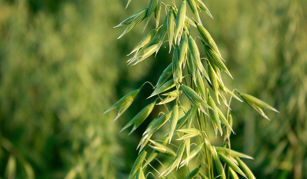 a close up of a plant with green leaves