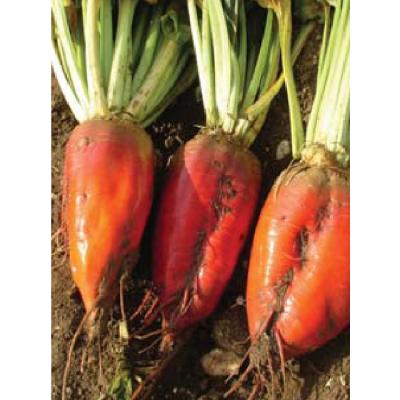 three red beets are sitting on top of each other on the ground .