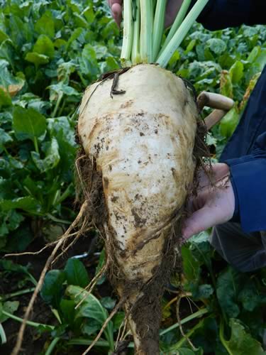a person is holding a large beet in their hands in a field .