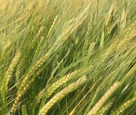 a close up of a field of wheat blowing in the wind