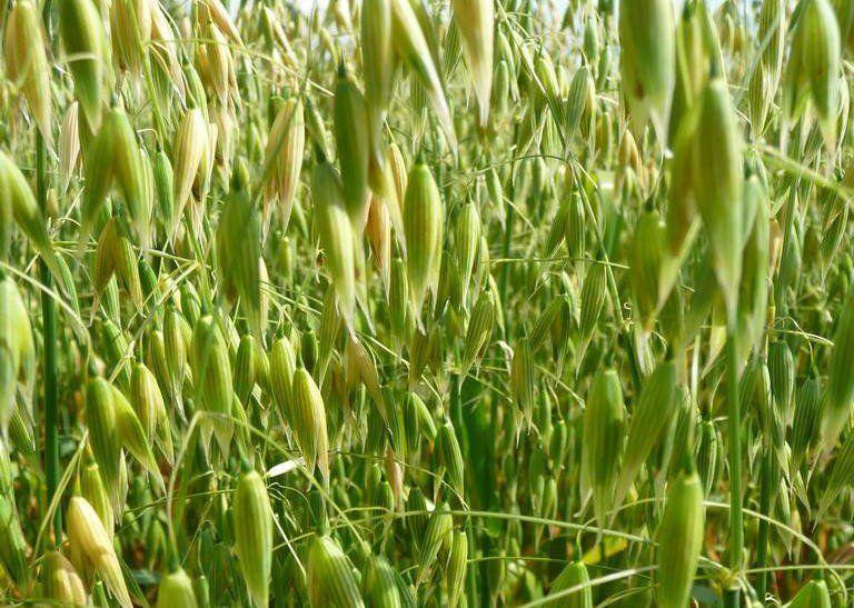a close up of a field of oats growing in the sun .