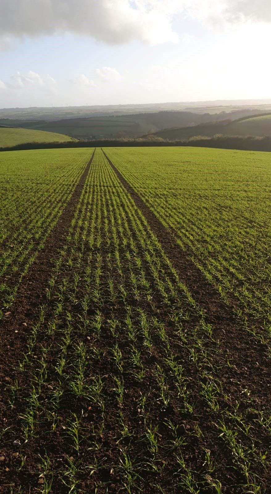 rows of green plants are growing in a field