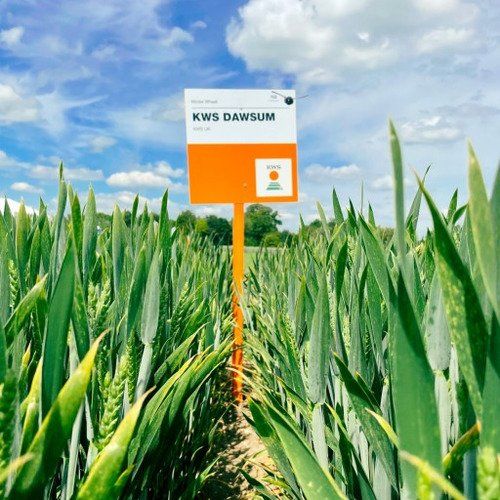 a field of wheat with a sign in the middle of it .