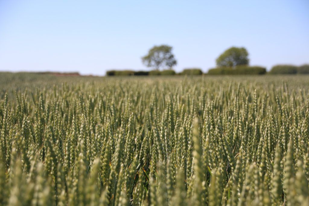 a field of wheat with a tree in the background