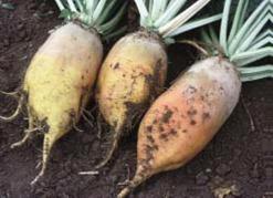 three radishes are sitting on top of a pile of dirt .