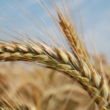 a close up of a wheat ear in a field with a blue sky in the background .