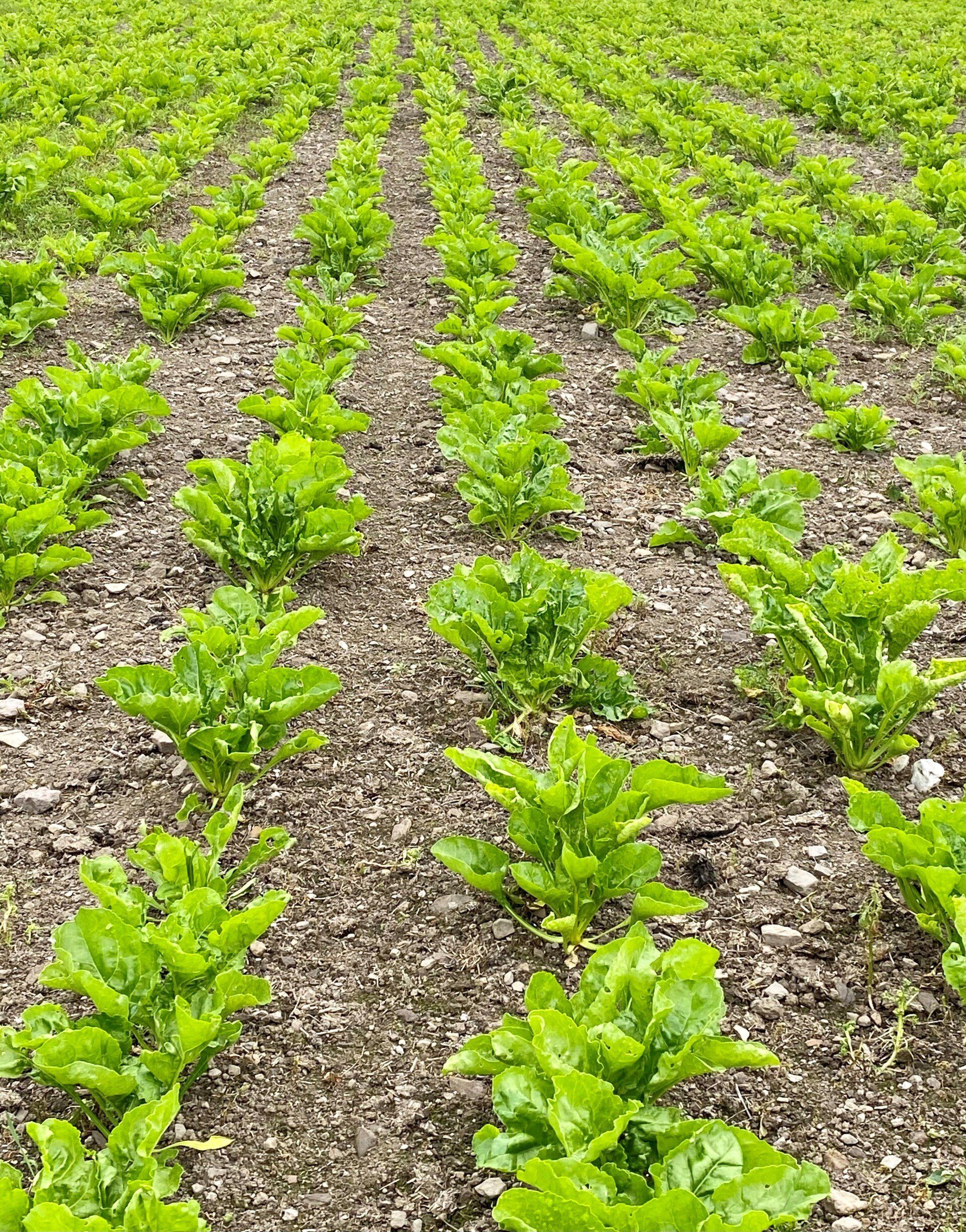 rows of green plants are growing in the dirt