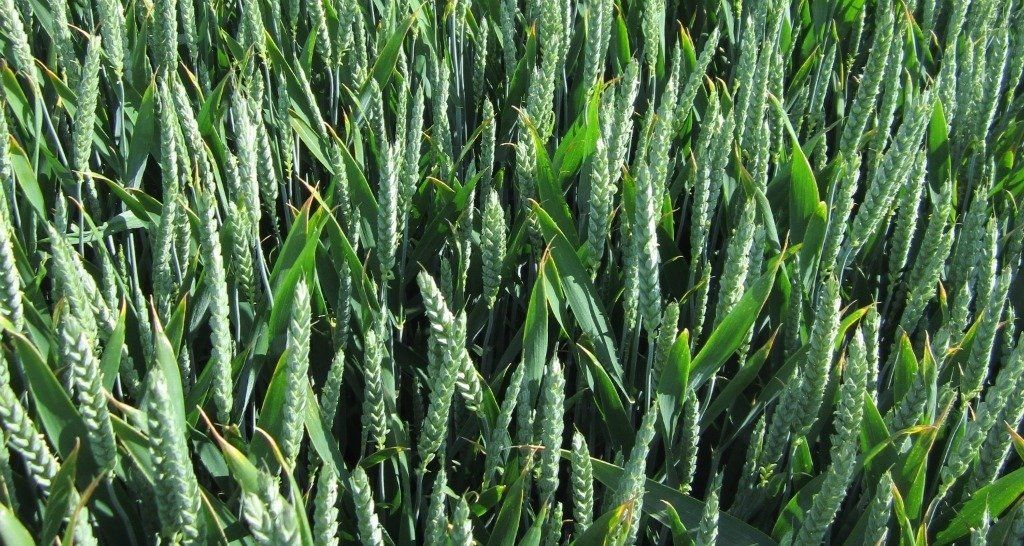 a field of wheat with a lot of green leaves