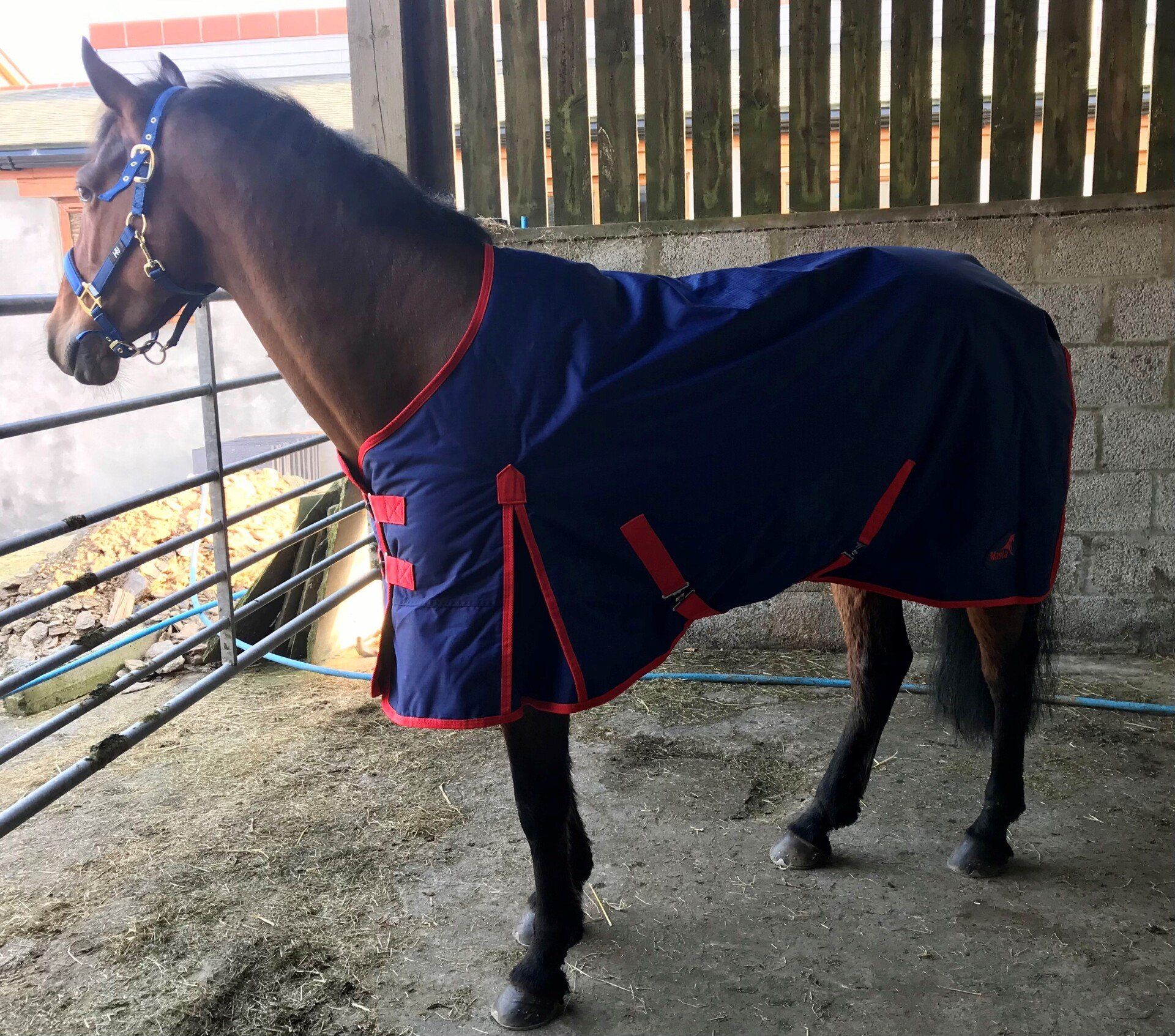 a brown horse wearing a blue and red blanket