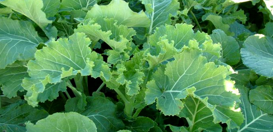 a close up of a plant with lots of green leaves