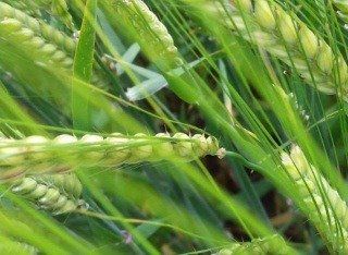 a close up of a wheat plant in a field .