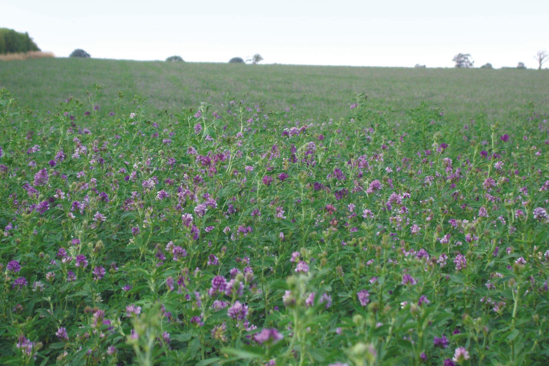 a field of purple and white flowers with trees in the background