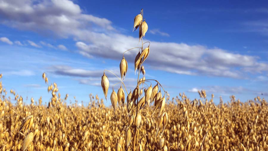 a field of oats with a blue sky in the background