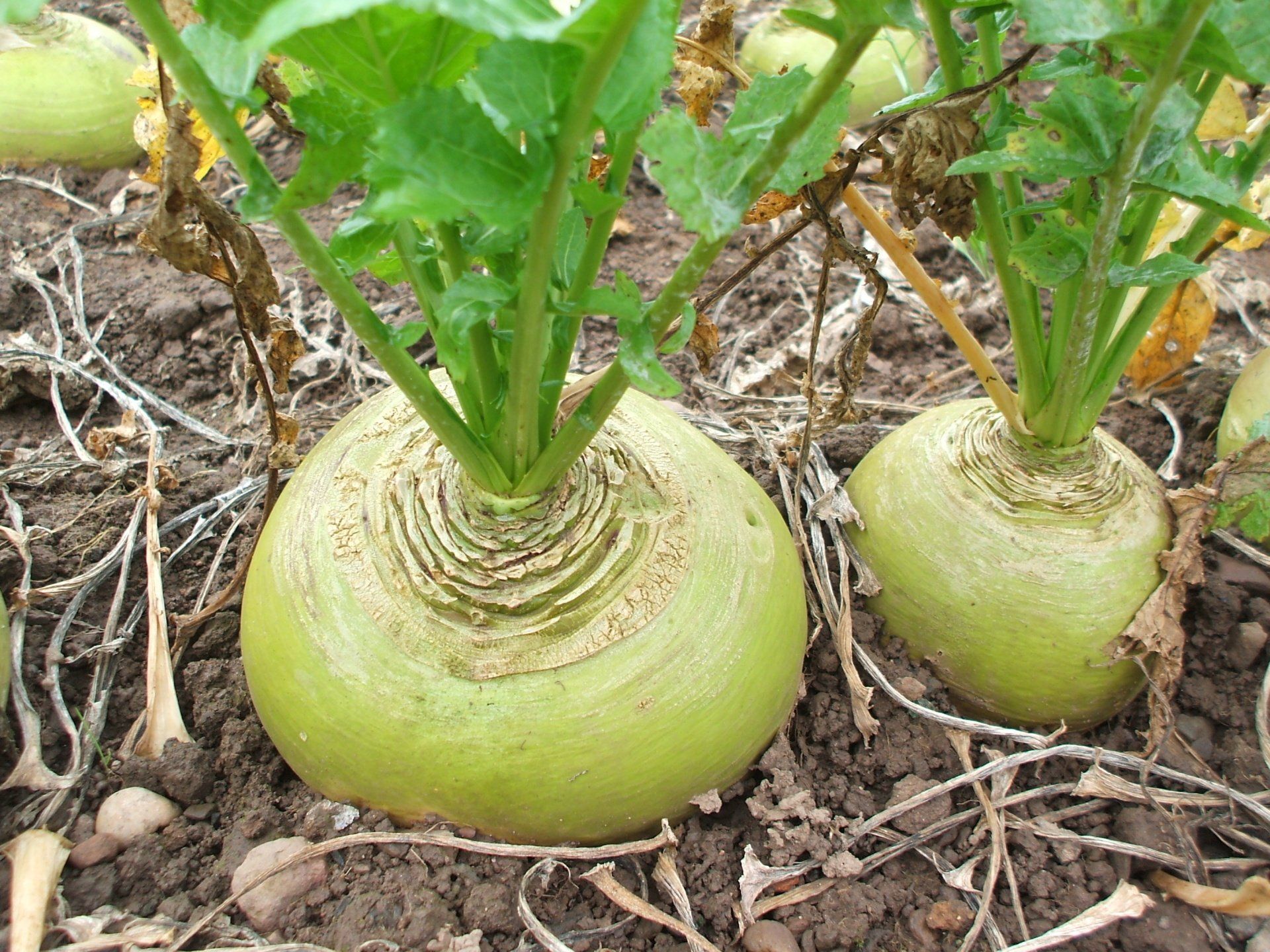 two green radishes are growing in the dirt