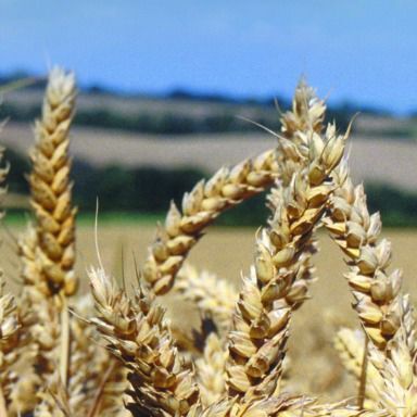 a close up of a field of wheat with a blue sky in the background .