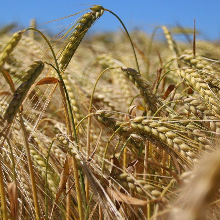 a field of wheat with a blue sky in the background