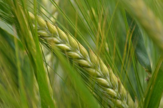 a close up of a wheat ear in a field .